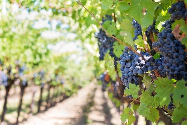 vignoble français