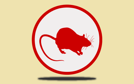 comment se débarrasser d'une souris dans un appartement